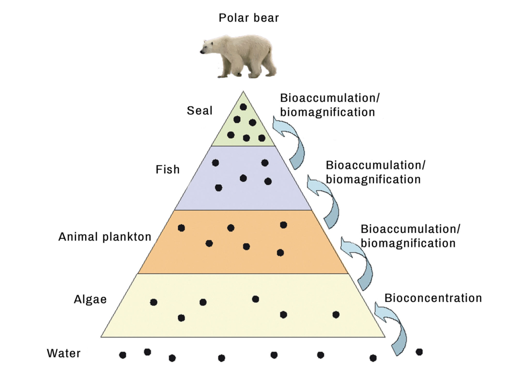 illustration of a pyramid food chain showing how the accumulation and concentration of a toxic chemical in the tissue of a polar bear during its food chain