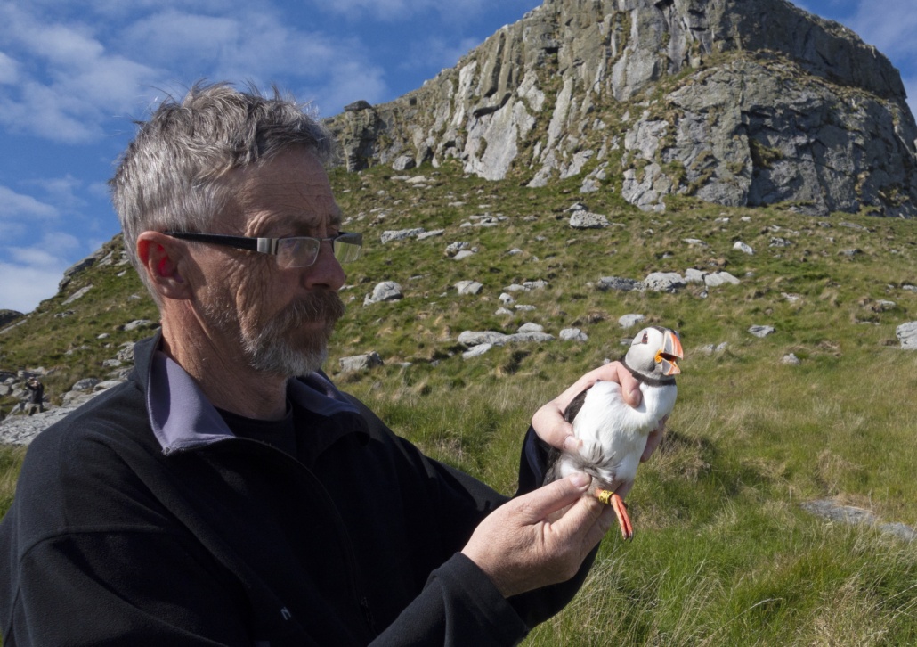 Mann holder en fugl med hvitt bryst og oransje nebb i hendene. Fjell delvis dekt av vegetasjon i bakgrunnen