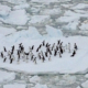 ca 50 pinviner står spredt på et isflak med oppbrukket is rundt