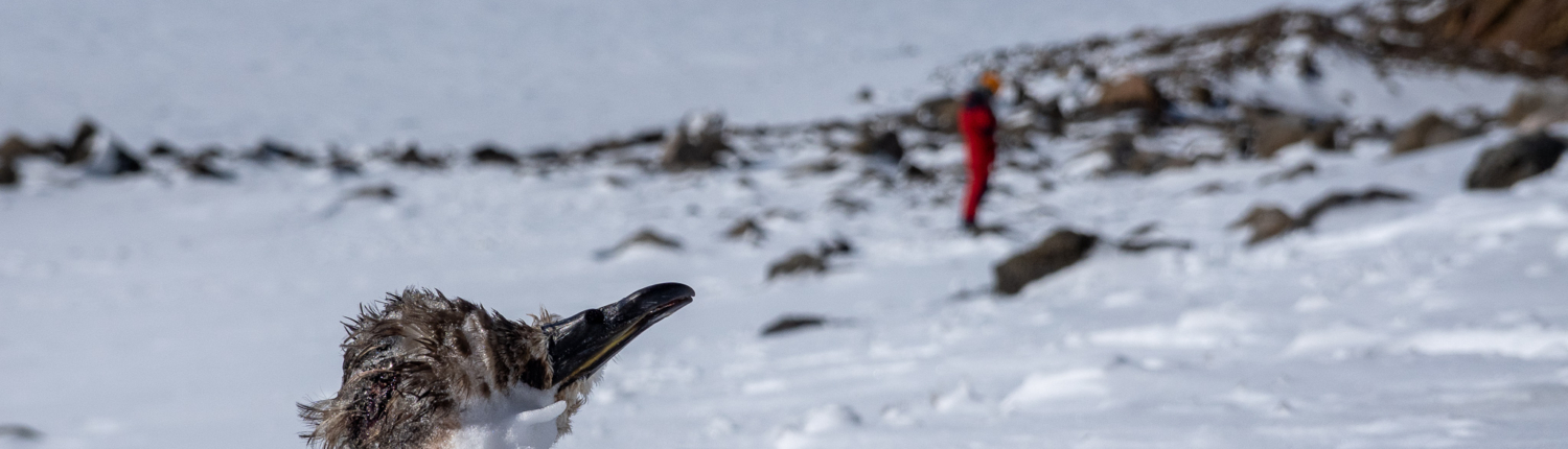 Et fuglehodet til en død fugl stikker opp av snøen. Fjell i bakgrunnen.