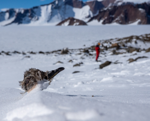 Et fuglehodet til en død fugl stikker opp av snøen. Fjell i bakgrunnen.