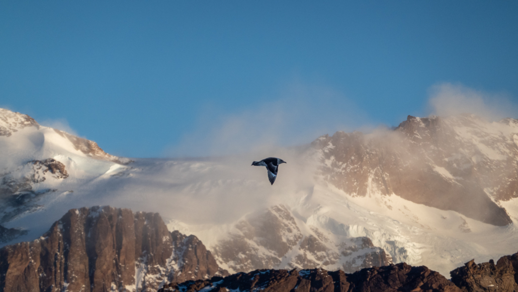 En fugl flyr i lufta med fjell delvis dekt av is og snø i bakgrunnen