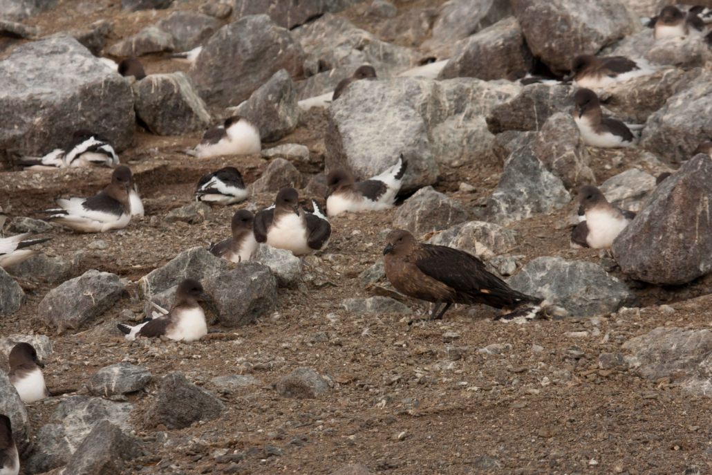 Mange fugler sitter og ligger på bakken bank store og mindre steiner