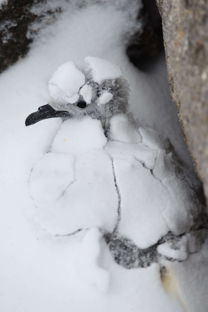 En fugleunge er dekket av snø