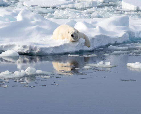 Isbjørn ligger på et isflak og speiler seg i havoverflaten