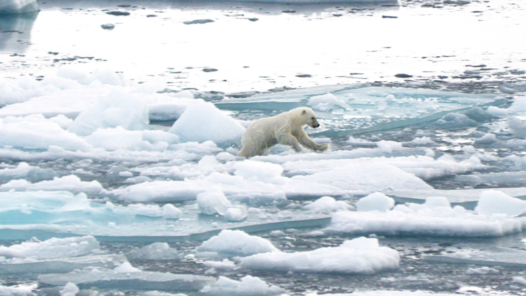 Isbjørn hopper på isflak