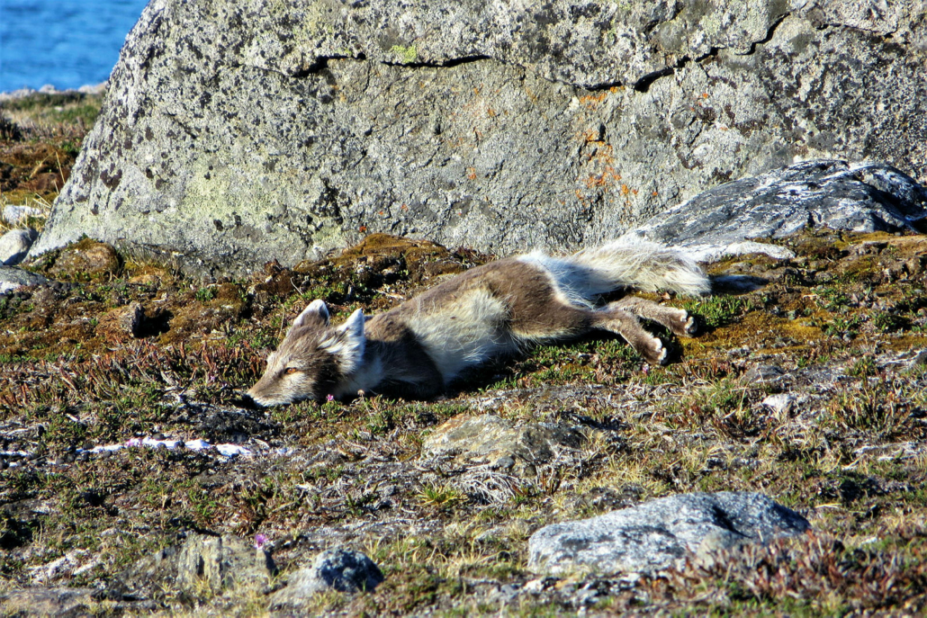 Fjellrev sover 