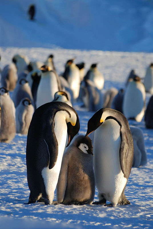 To keiserpingviner men en un pingvinunge mellom seg. I bakgrunnen flere pingviner