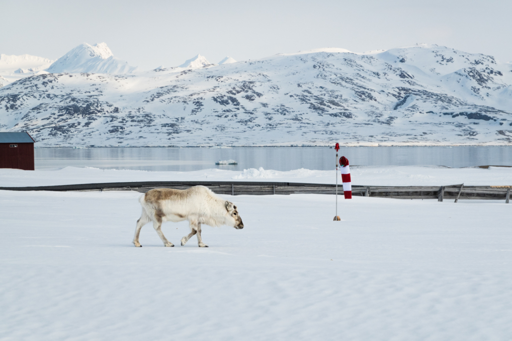 Reinsdyr går foran et rør som ligger på bakken. Snø på bakken.