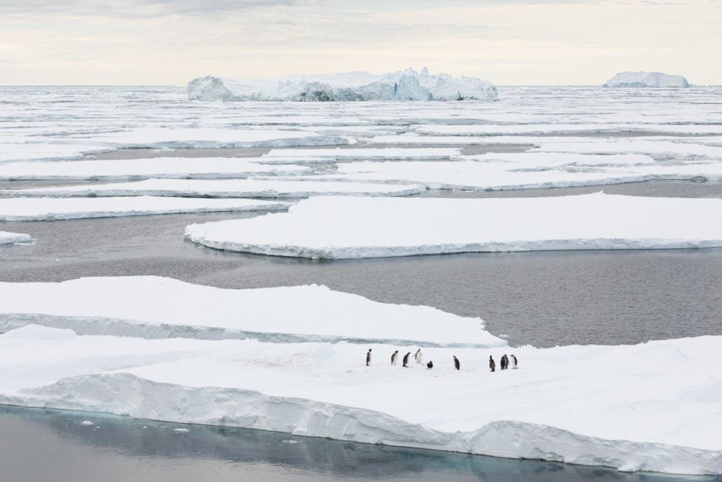 Isflak flyter på vannet, pingviner står på et av isflakene