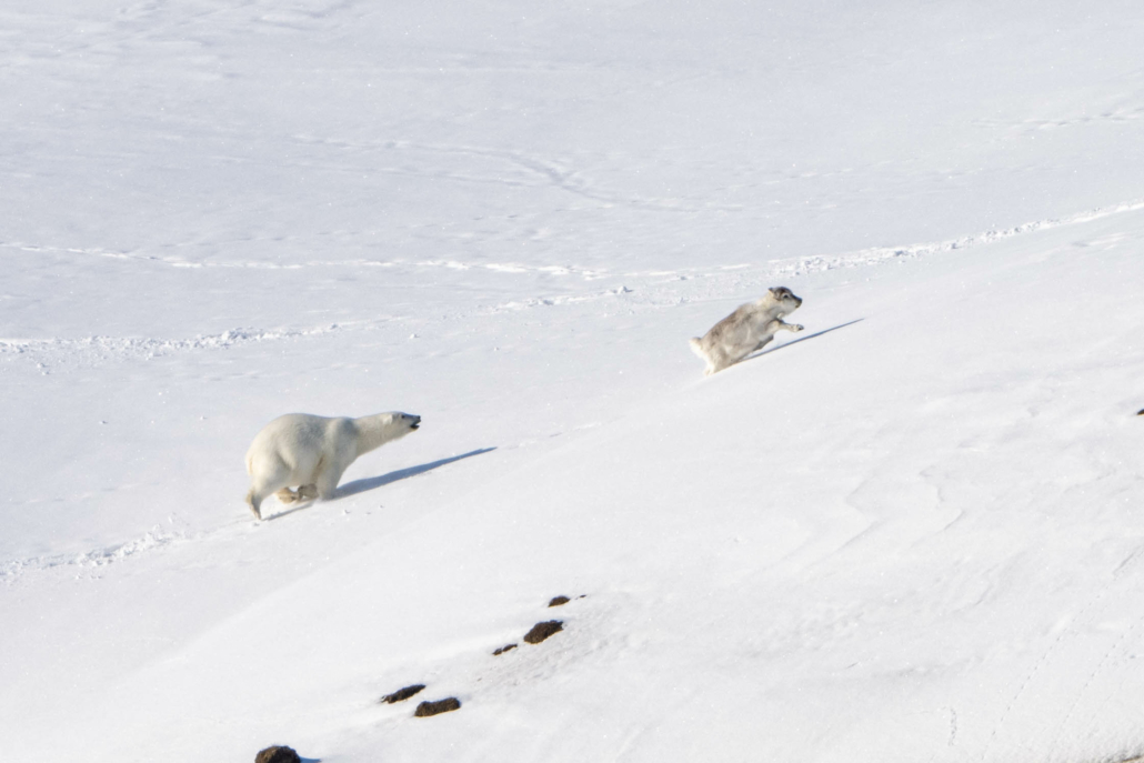 Isbjørn jager reindyr opp snøkledd bakke