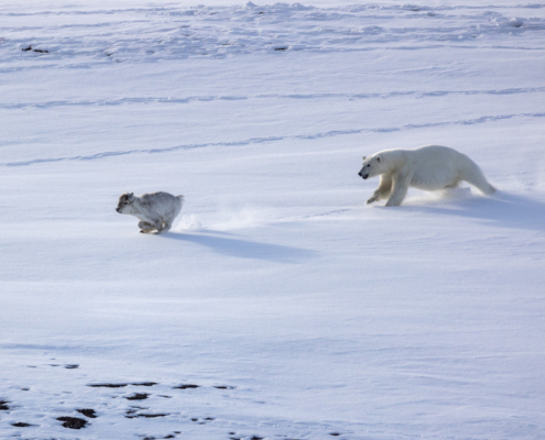 Isbjørn jakter på reindsyr i snøen