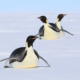 Tre keiserpingviner ligger på magen på is