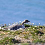 Pink-footed goose nesting