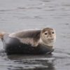 Fauna in Svalbard – Norsk Polarinstitutt