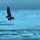 Pomarine skua flying over seaice