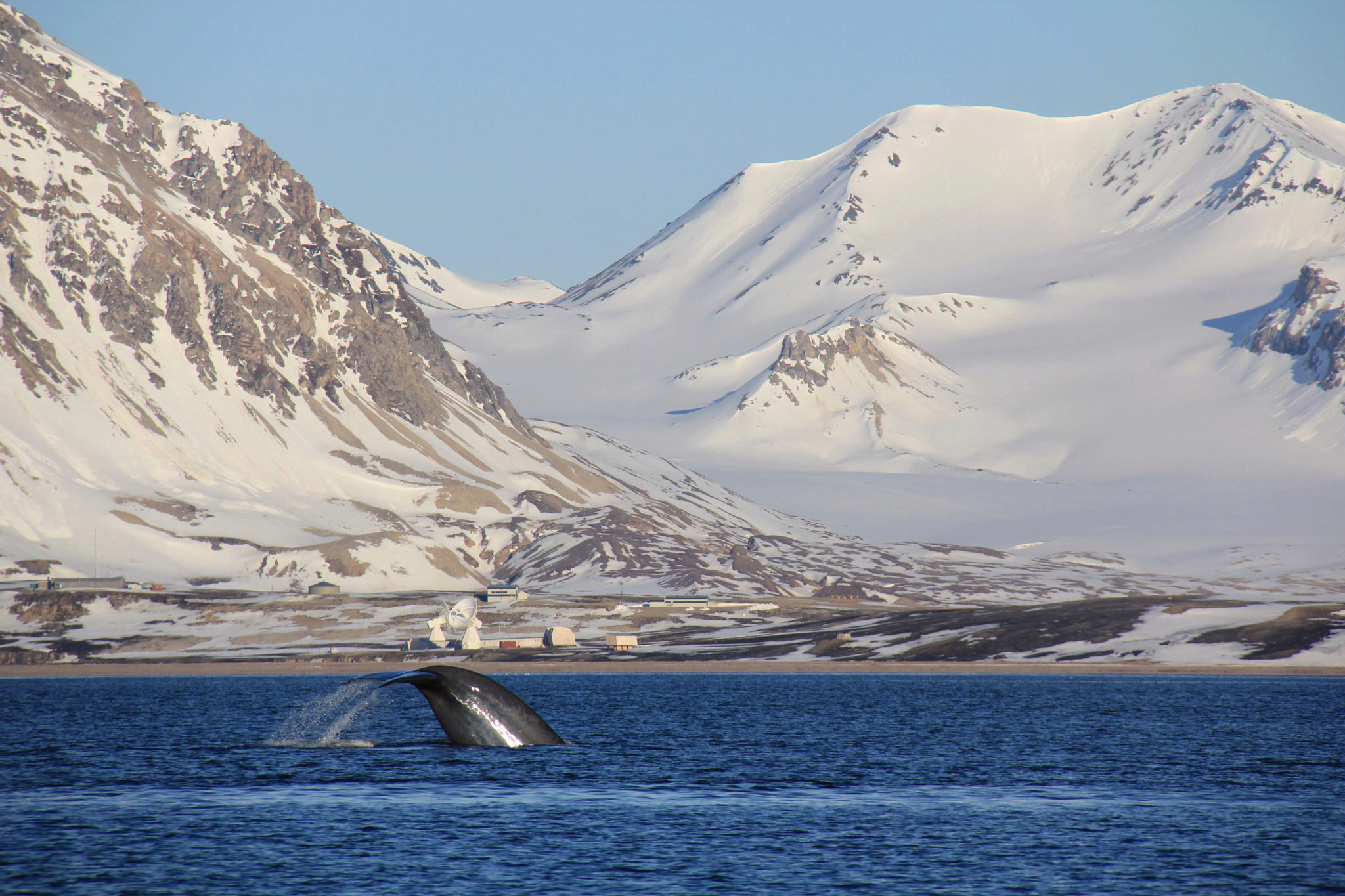Blåhval i fjord