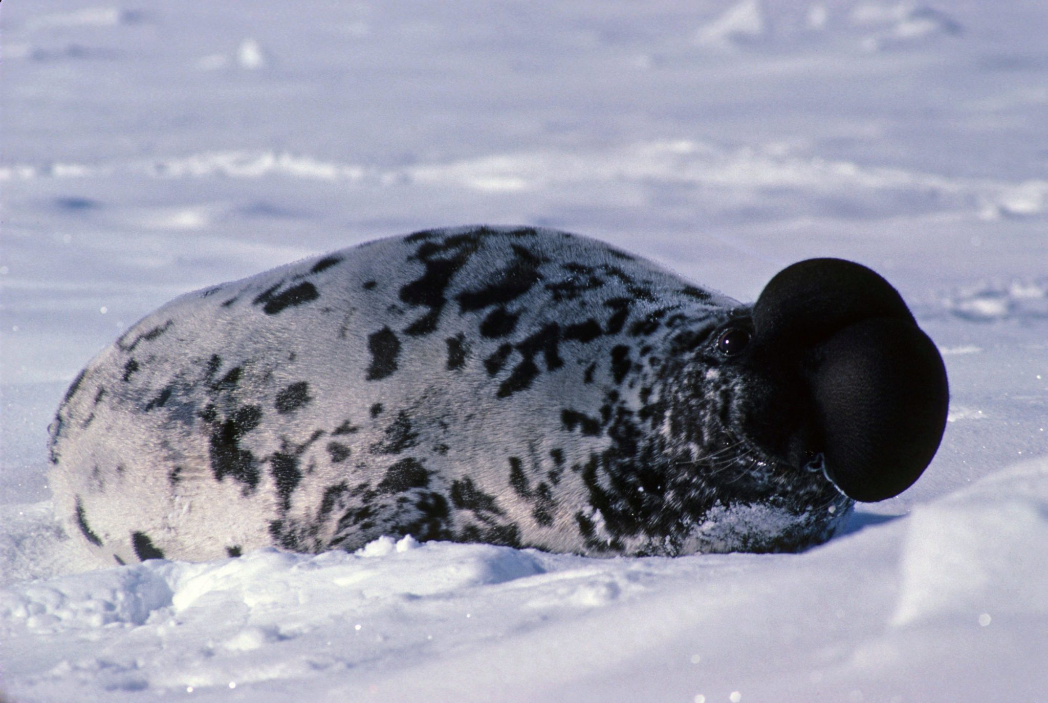 Adalt Hooded Seals