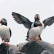 Three atlantic puffins. One with it's wind spread