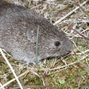 Sibling vole